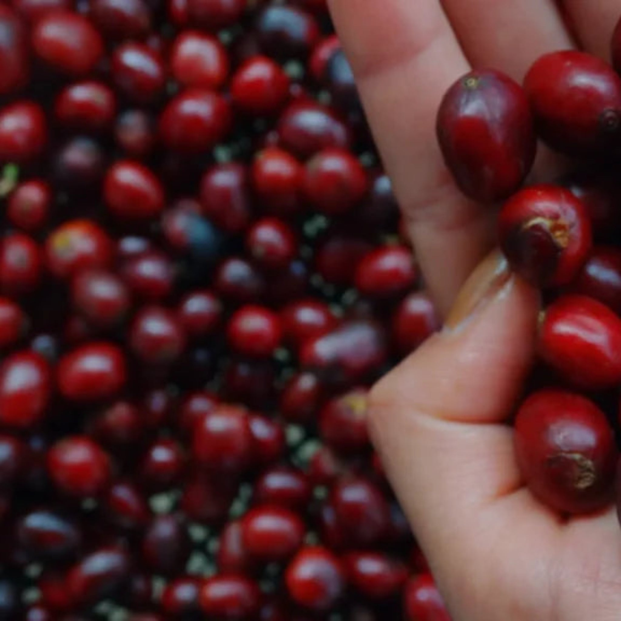 Zbliżenie ziaren kawy A.M.O.C Kolumbia SUDAN RUME przetwarzanych metodą natural anaerobic